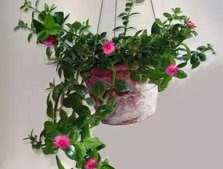 福州裝修設(shè)計-盆栽去甲醛 福州裝修設(shè)計-盆栽去甲醛