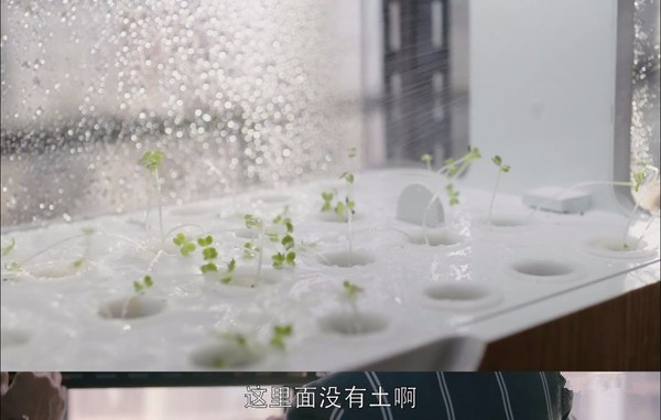 陽臺種菜2.jpg 陽臺種菜2.jpg